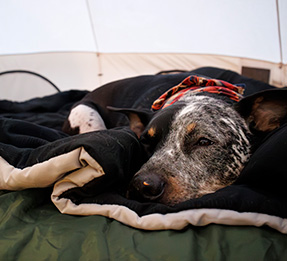 Dog laying on sleeping bag