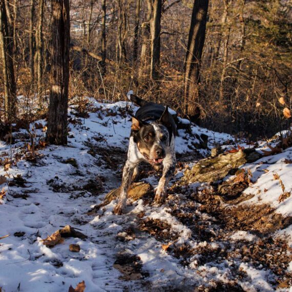 Ottis dashes up the familiar path of Ridge Crest Trail.