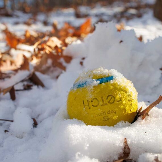 Ottis's ball is covered in a fresh layer of snow.