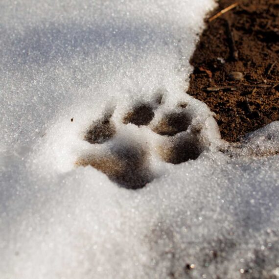 An impression of Ottis's paw print in the snow.