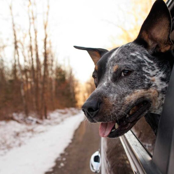 As the sun sets, Ottis enjoys another favorite: car rides with the windows down.