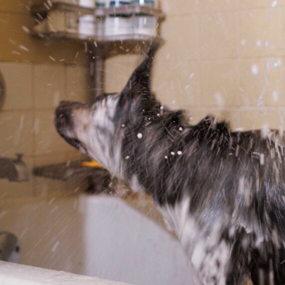 Shaking off a day's worth of adventure, Ottis enjoys a well-deserved bath.