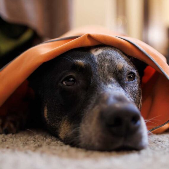 A content and sleepy Ottis, wrapped in a cozy towel after a day filled with all his favorite things.