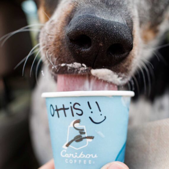 Ottis enjoys his personalized treat from Caribou Coffee, complete with a whipped cream mustache.