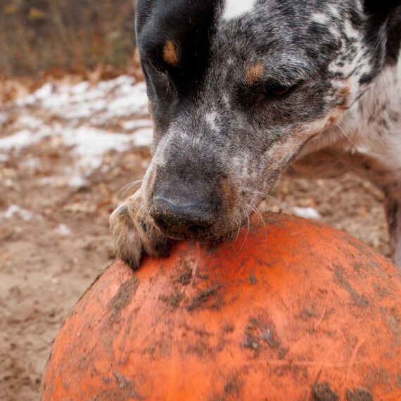 Van Riper Dog Park: A hub for Ottis's favorite activities, from oversized herding balls to ball throwers and agility course challenges.​​​​​​​