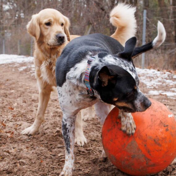 Golden Retriever Oakley and Ottis 'having a ball' playing together at Van Riper dog park.