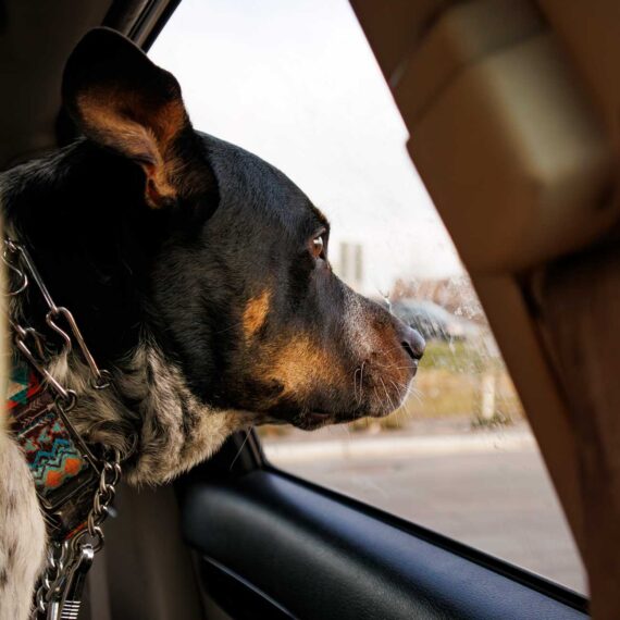 Arriving at PetSmart, Ottis presses his nose against the car window, leaving behind his trademark smudges.