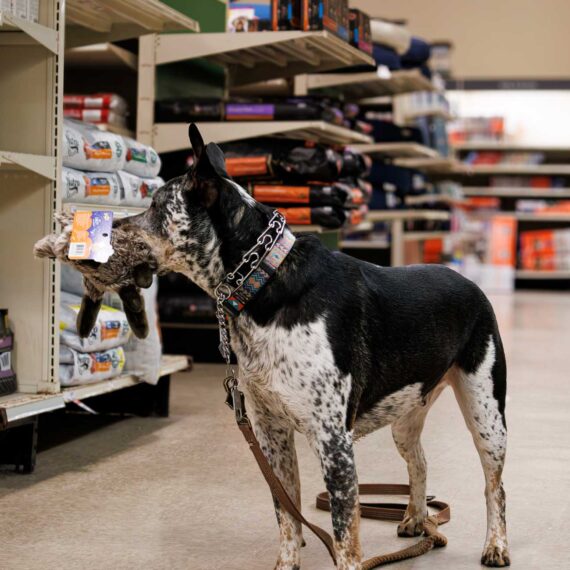 Selecting the perfect toy at PetSmart, Ottis proudly parades it in his mouth.