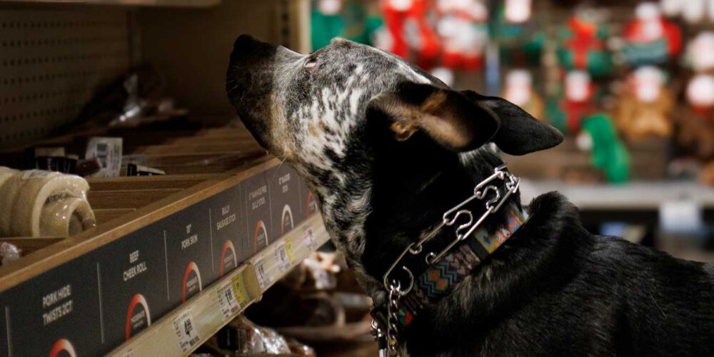 Captivated by dog treats, Ottis hopes his charm will earn him one more.​​​​​​​