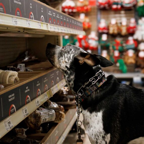 Captivated by dog treats, Ottis hopes his charm will earn him one more.​​​​​​​